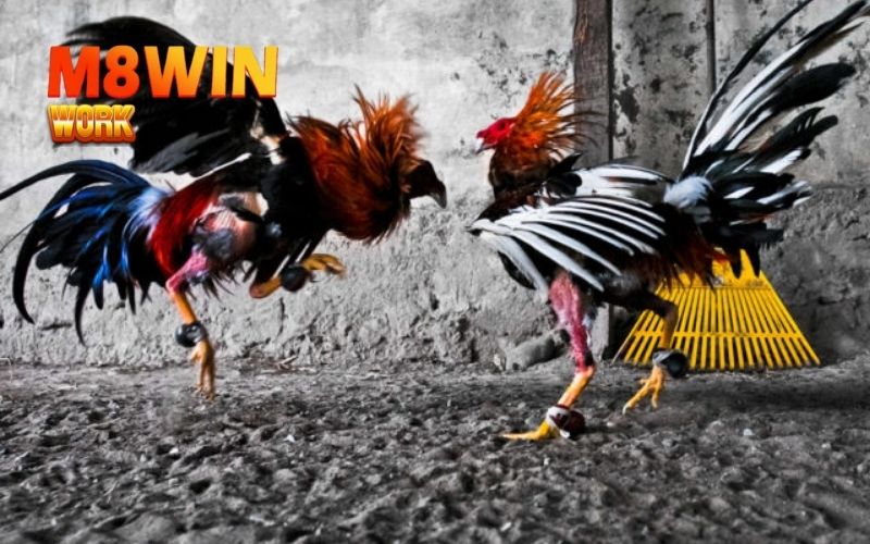 Đá gà Casino: Hướng dẫn đặt cược và theo dõi trận đấu live 4 đá gà casino