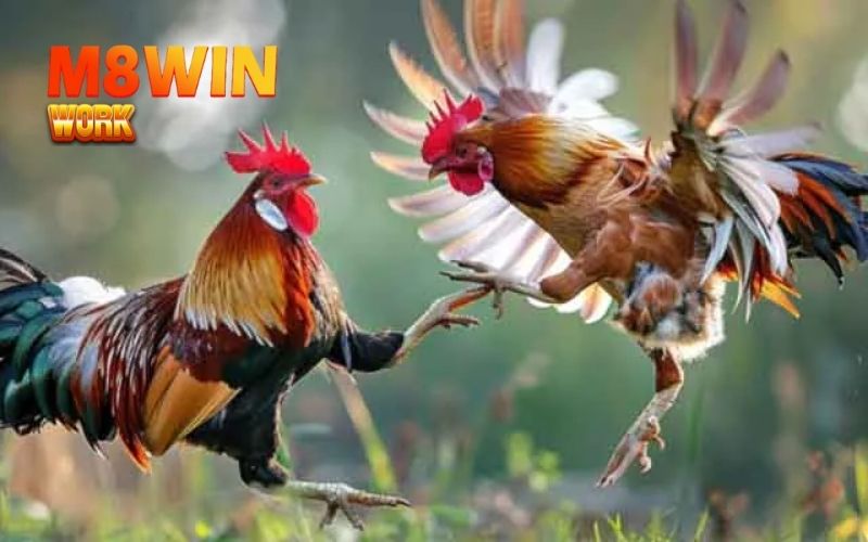 Đá gà Casino: Hướng dẫn đặt cược và theo dõi trận đấu live 3 đá gà casino