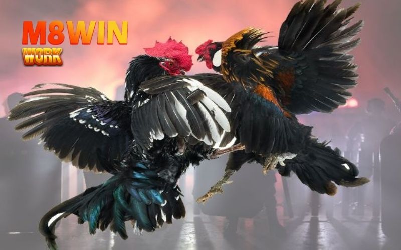 Đá gà Casino: Hướng dẫn đặt cược và theo dõi trận đấu live 2 đá gà casino